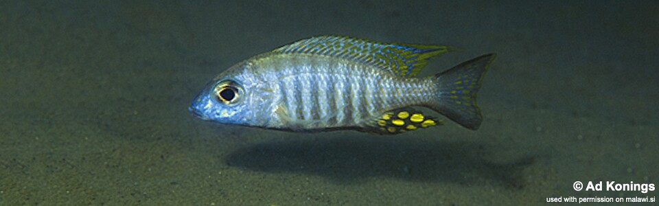 Aulonocara brevinidus 'Wikihi'