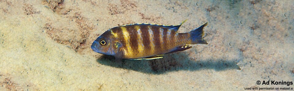 Gephyrochromis sp. 'sand' Wikihi