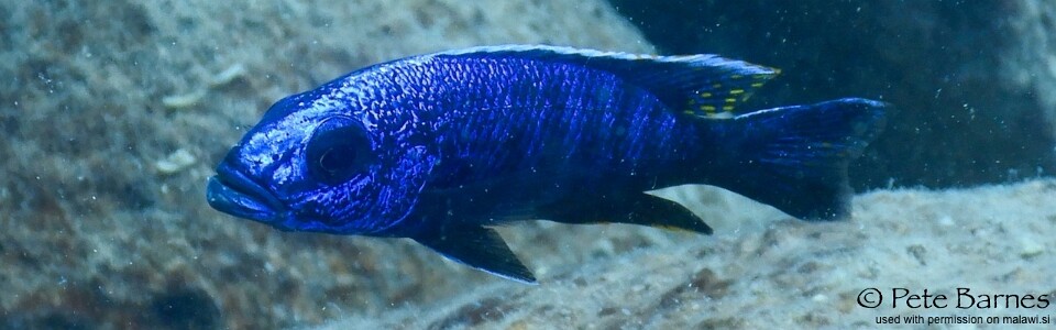 Sciaenochromis fryeri 'Yofu Bay'