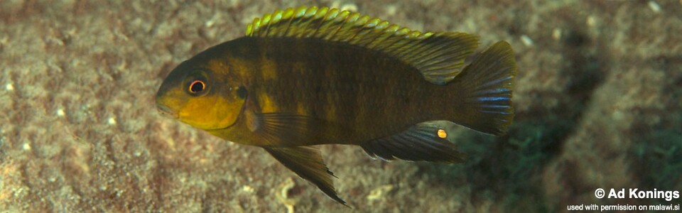 Tropheops sp. 'dark' Yofu Bay