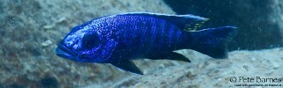 Sciaenochromis fryeri 'Yofu Bay'.jpg