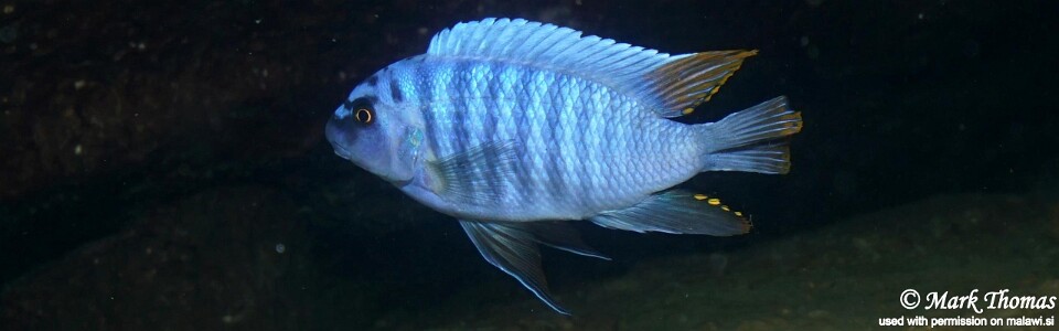 Labeotropheus fuelleborni 'Zimbawe Rock'<br><font color=gray>Labeotropheus artatorostris 'Zimbawe Rock'</font> 