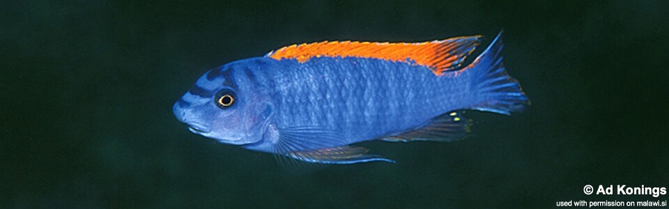 Labeotropheus trewavasae 'Zimbawe Rock'