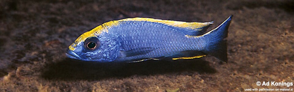 Otopharynx lithobates 'Zimbawe Rock'