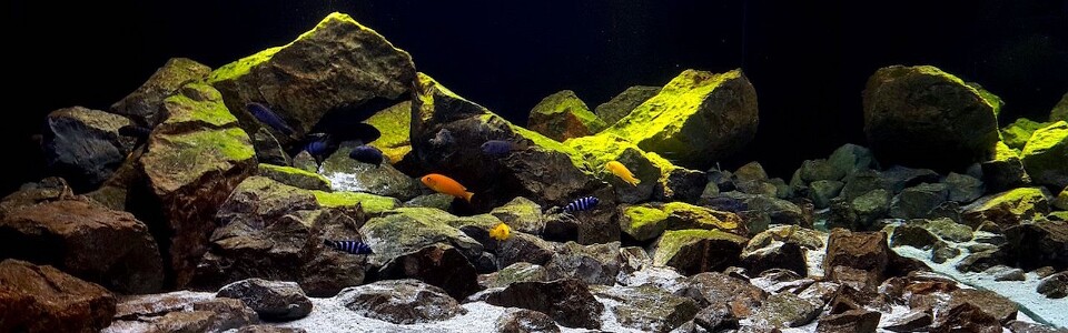 Lake Malawi Aquarium Setup